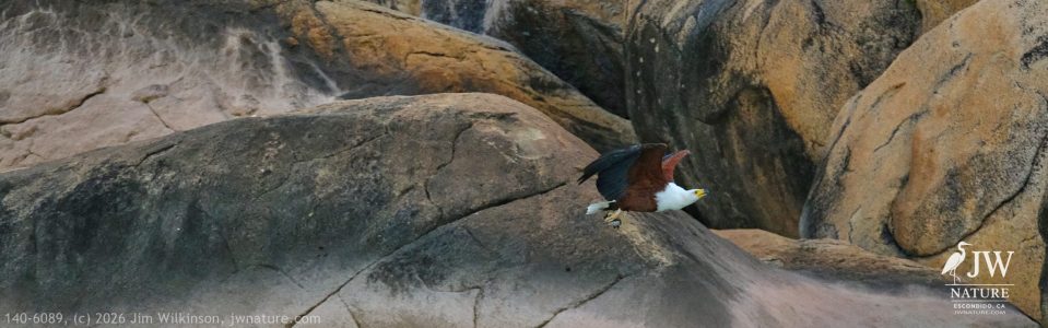 African fish eagle