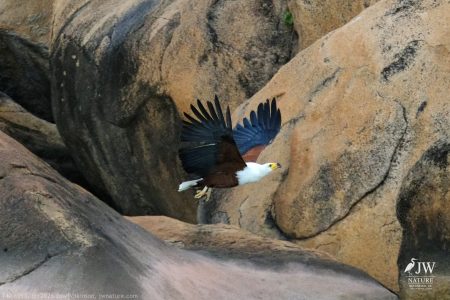 African fish eagle