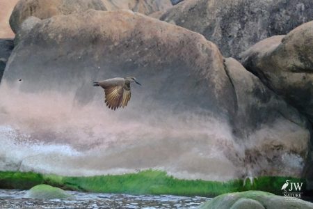 Hamerkop