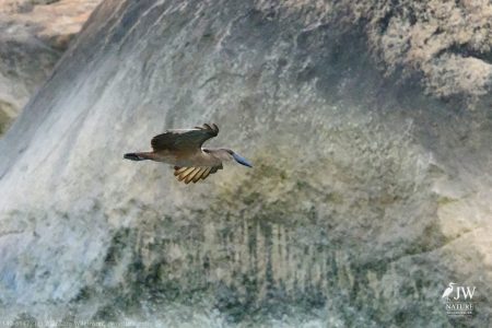 Hamerkop