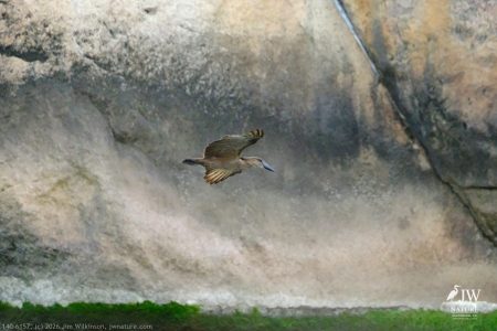 Hamerkop