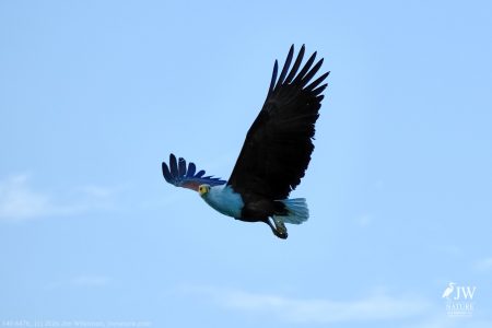 African fish eagle