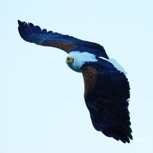 African fish eagle
