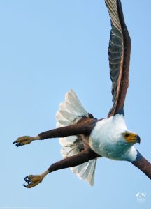 African fish eagle