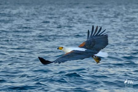 African fish eagle