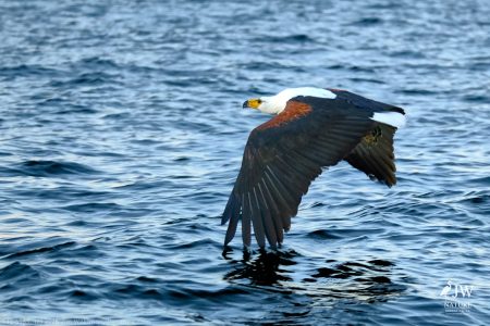 African fish eagle