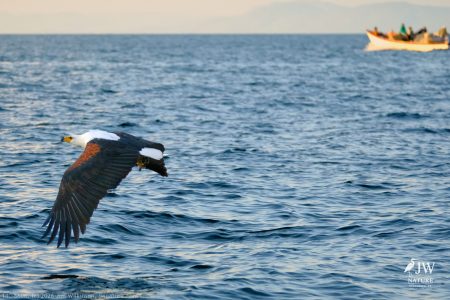 African fish eagle