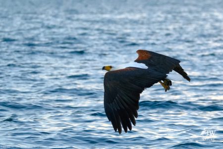 African fish eagle