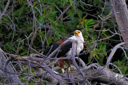 African fish eagle