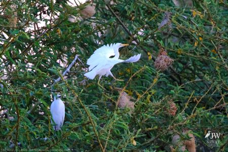 Great Egret
