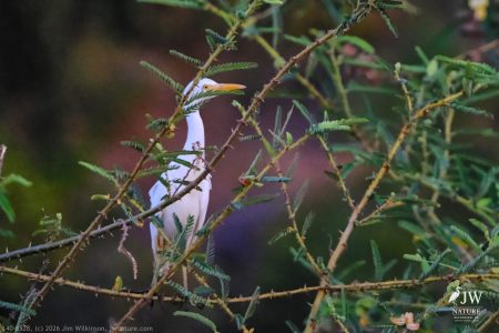 Great Egret