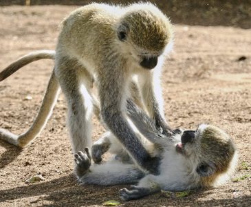 Vervet Monkey