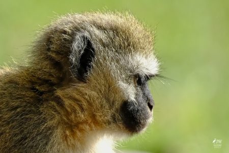 Vervet Monkey