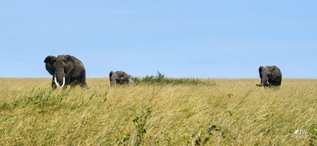 African Elephant