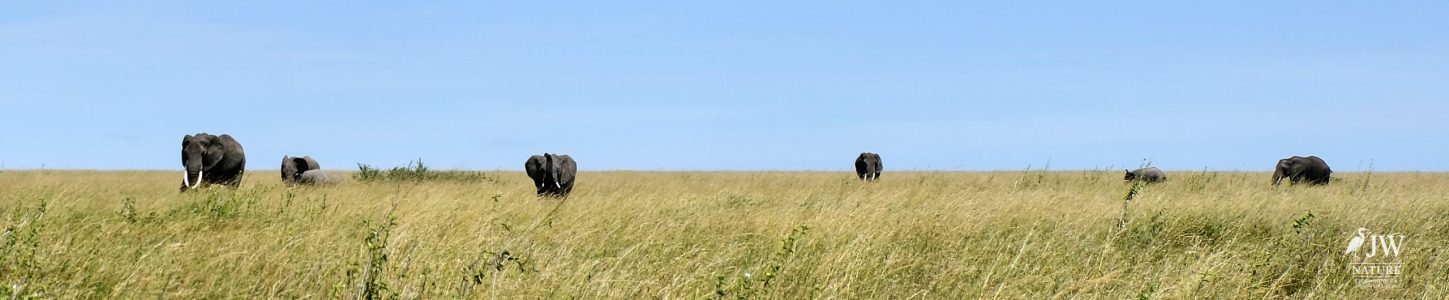 African Elephant