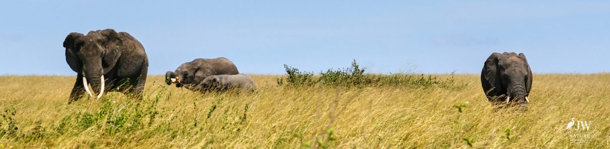 African Elephant