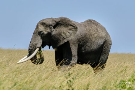 African Elephant