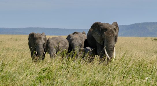 African Elephant