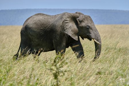 African Elephant