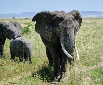 African Elephant