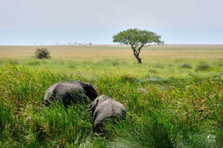 African Elephant