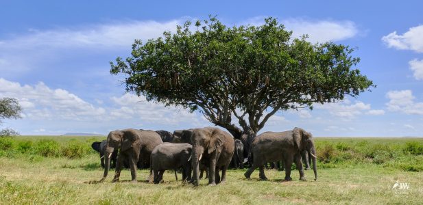African Elephant