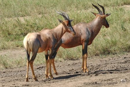 Topi Antelope