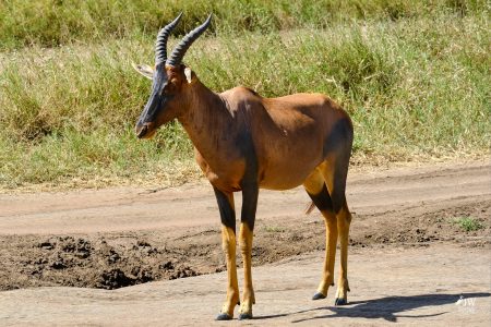 Topi Antelope