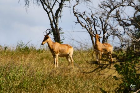 Hartebeest