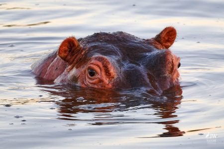 Hippo