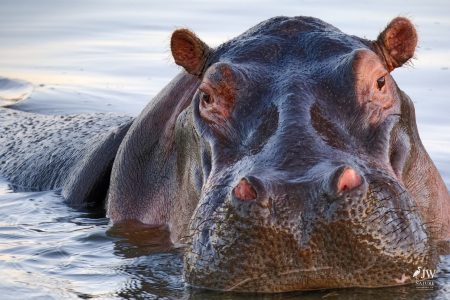 Hippo