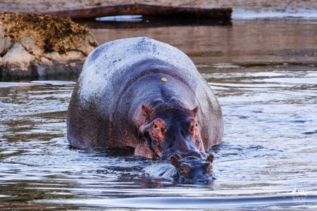 Hippo