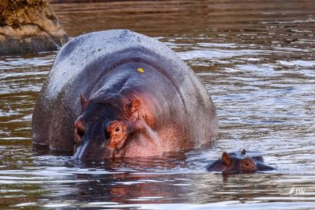 Hippo