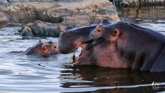 Hippo