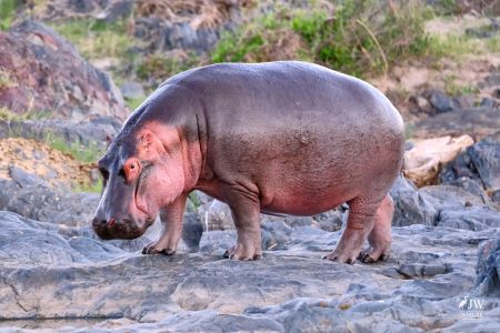 Hippo