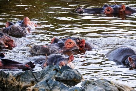 Hippo