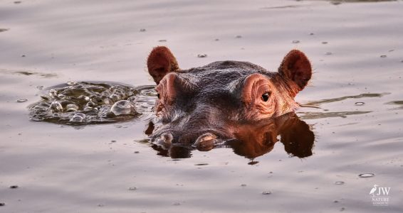 Hippo