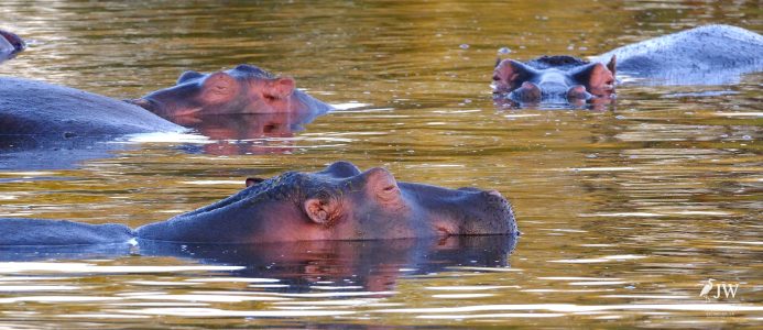 Hippo