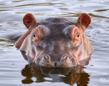 Hippo
