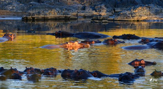 Hippo