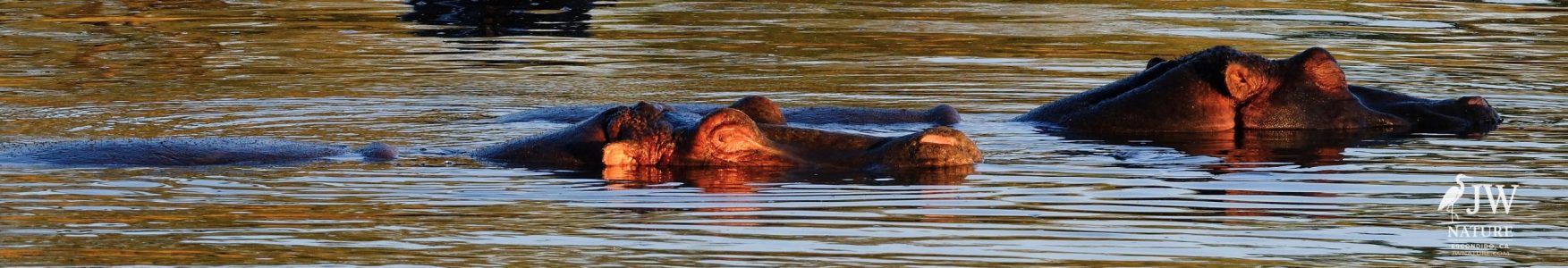 Hippo