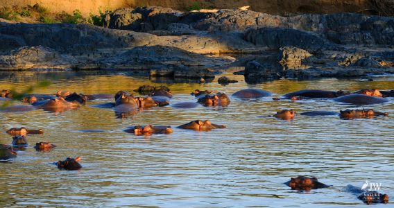 Hippo
