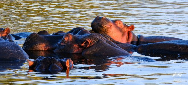 Hippo