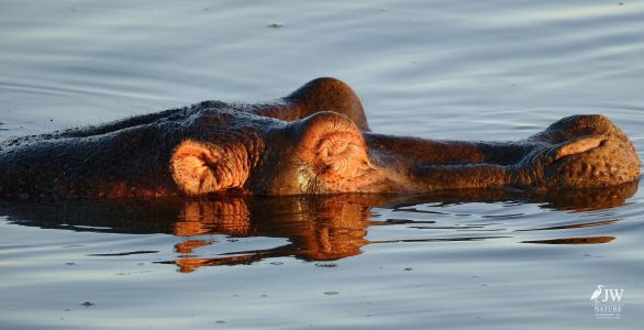 Hippo