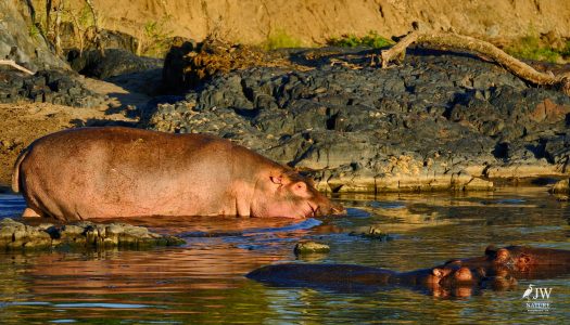 Hippo
