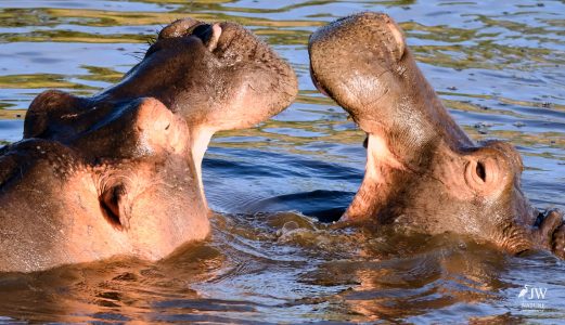 Hippo