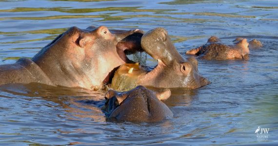 Hippo