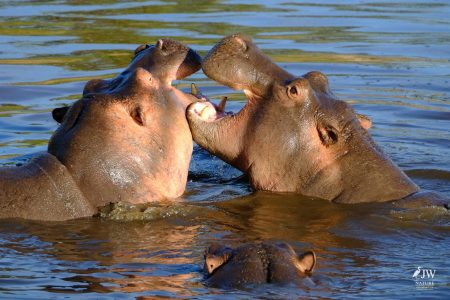 Hippo