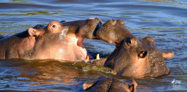 Hippo