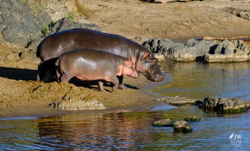 Hippo